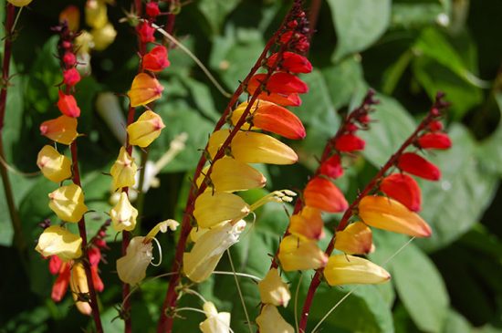 Ipomoea Quamoclit (Ipomoea Quamoclit): planting and care, photo