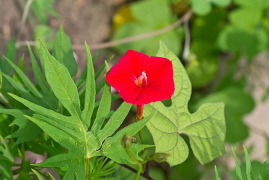 Ipomoea Quamoclit (Ipomoea Quamoclit): planting and care, photo