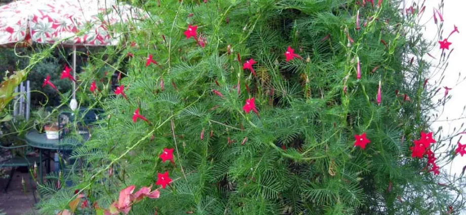 Ipomoea Quamoclit (Ipomoea Quamoclit): planting and care, photo