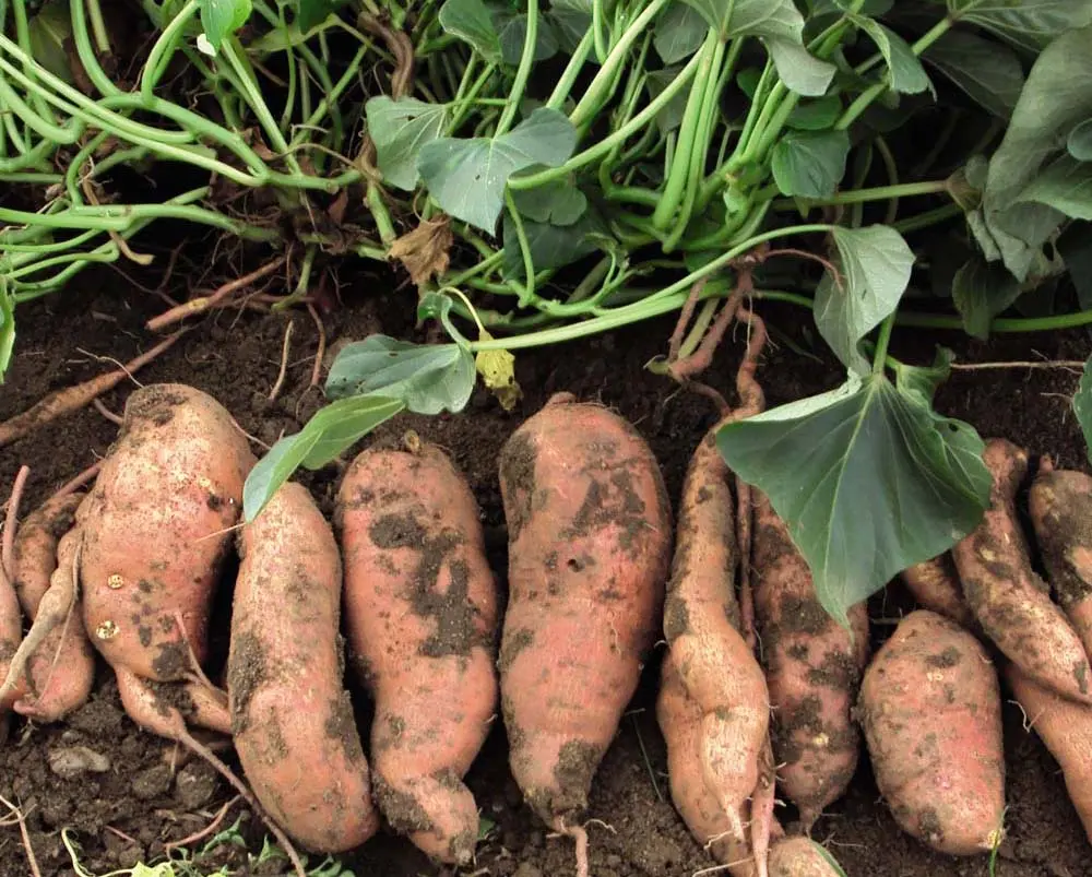 Ipomoea sweet potato: planting, care, the basics of proper cultivation