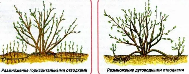 Irga Colossistai