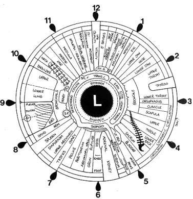 Iridology &#8211; the rise of science, iridological research