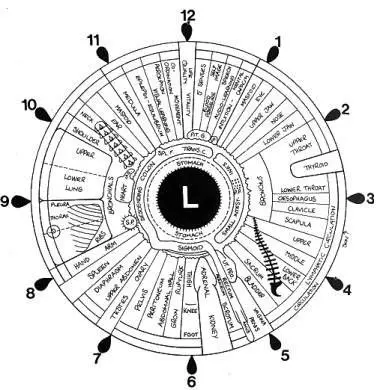 Iridology &#8211; the rise of science, iridological research