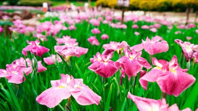 Iris flowers in the design of the garden and summer cottage