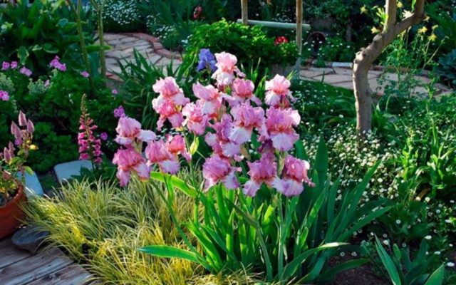 Iris flowers in the design of the garden and summer cottage