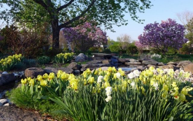 Iris flowers in the design of the garden and summer cottage