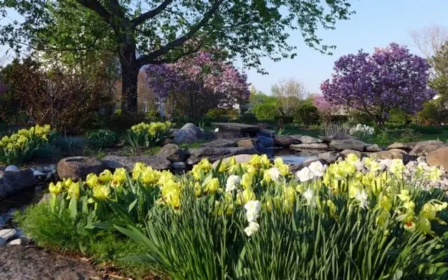 Iris flowers in the design of the garden and summer cottage