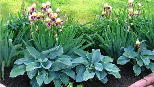 Iris flowers in the design of the garden and summer cottage