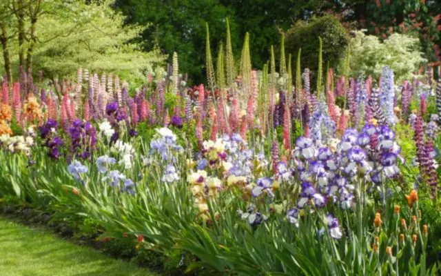 Iris flowers in the design of the garden and summer cottage