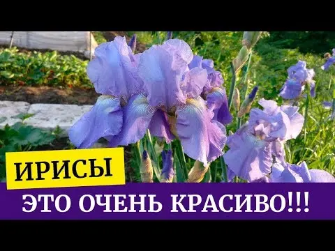 Iris flowers in the design of the garden and summer cottage