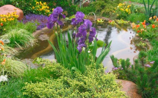 Iris flowers in the design of the garden and summer cottage