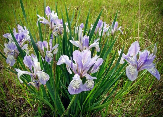 Iris flowers in the design of the garden and summer cottage