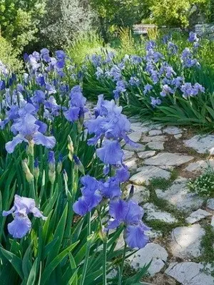 Iris flowers in the design of the garden and summer cottage