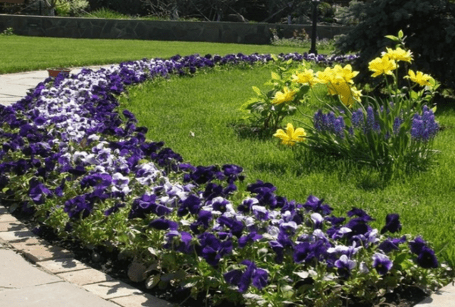 Iris flowers in the design of the garden and summer cottage