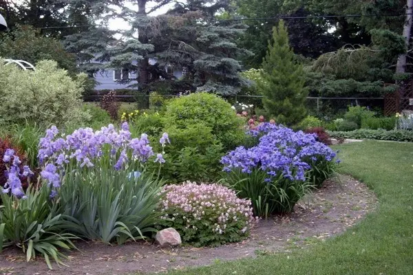 Iris flowers in the design of the garden and summer cottage