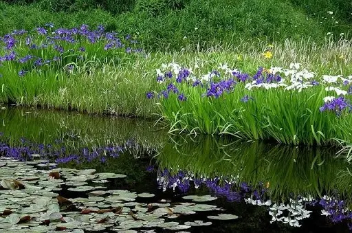 Iris flowers in the design of the garden and summer cottage