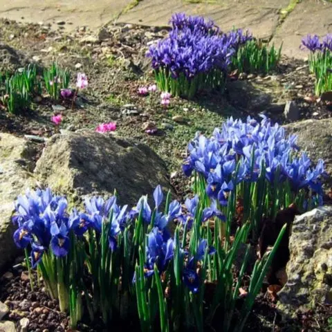 Iris flowers in the design of the garden and summer cottage