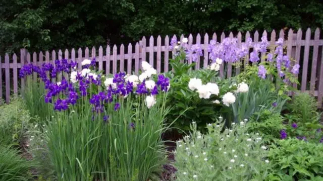 Iris flowers in the design of the garden and summer cottage