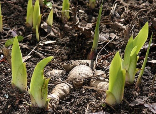 Irises: transplantation in summer, spring, rules for dividing and seating