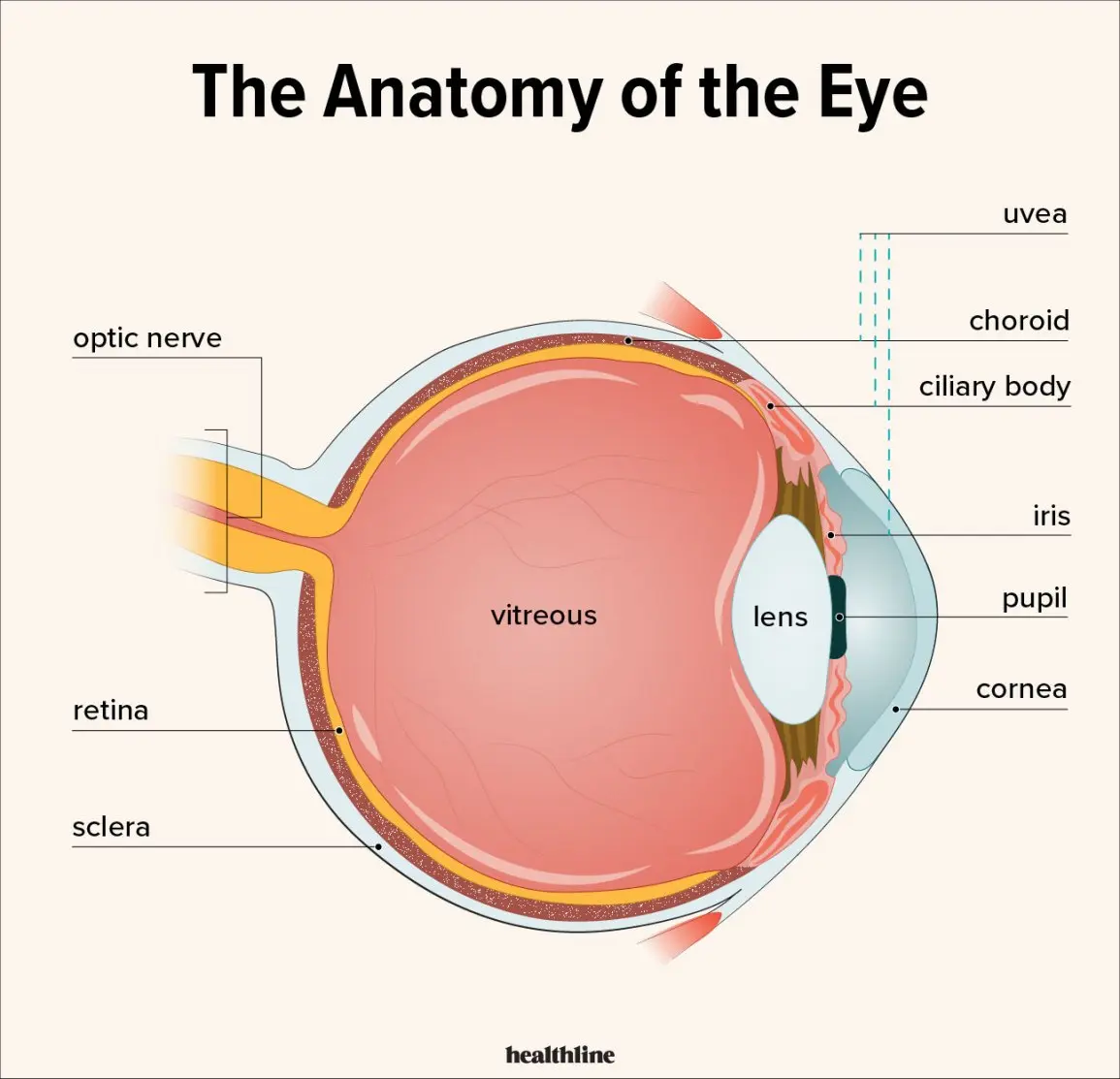 Iritis and ciliary body inflammation &#8211; symptoms and treatment