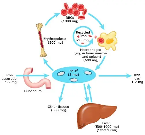 Iron (Fe) &#8211; when to test iron levels, deficiency, excess