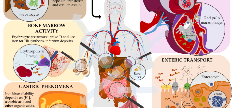 Iron &#8211; properties, sources, symptoms of iron excess and deficiency [EXPLAINED]