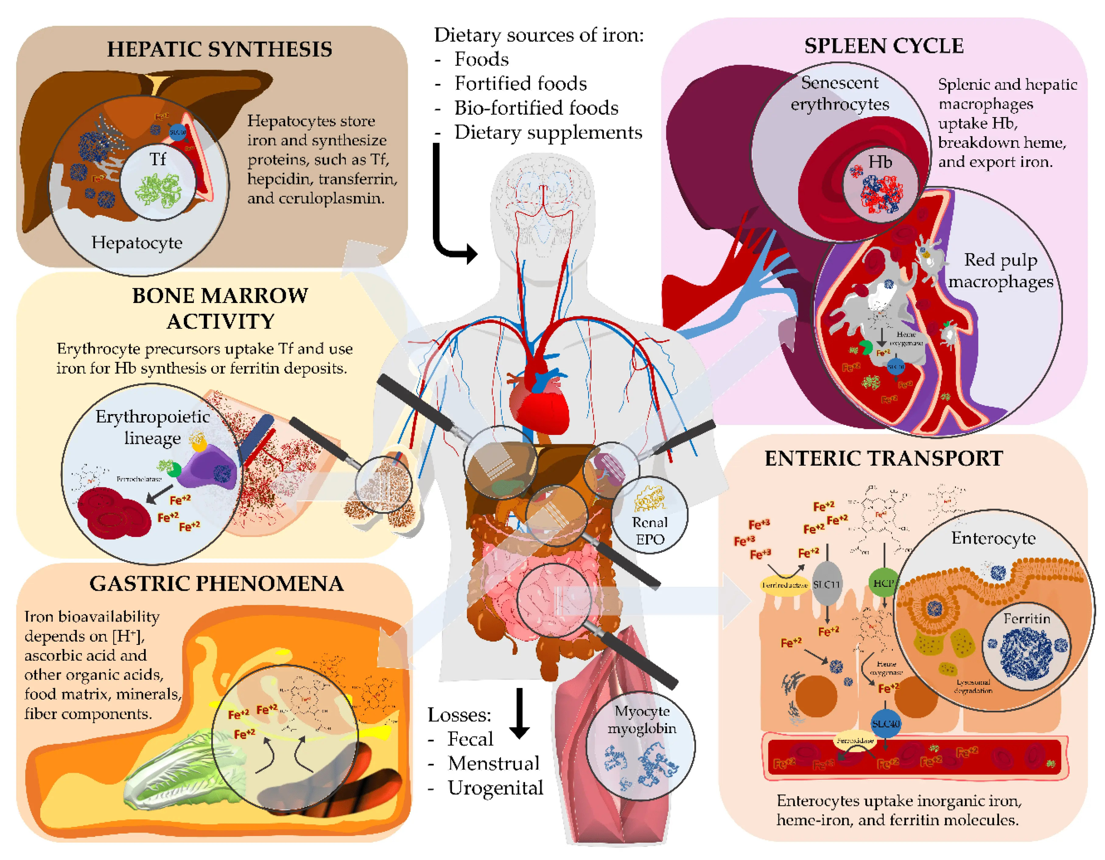 Iron &#8211; properties, sources, symptoms of iron excess and deficiency [EXPLAINED]