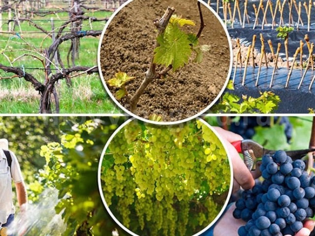 Iron vitriol: application in viticulture (fertilizing, protection against diseases and pests, disinfection) + benefits