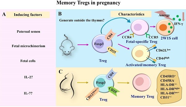 Irradiation in pregnancy can worsen memory