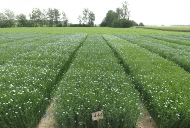 Is flax green manure