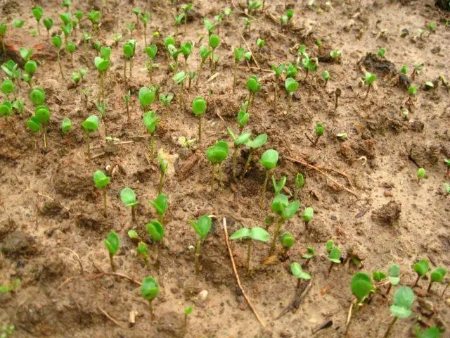 Is flax green manure