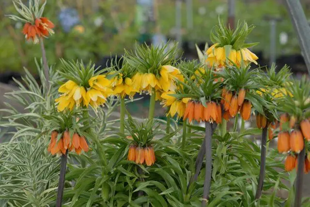 Is it necessary and when to dig hazel grouse after flowering