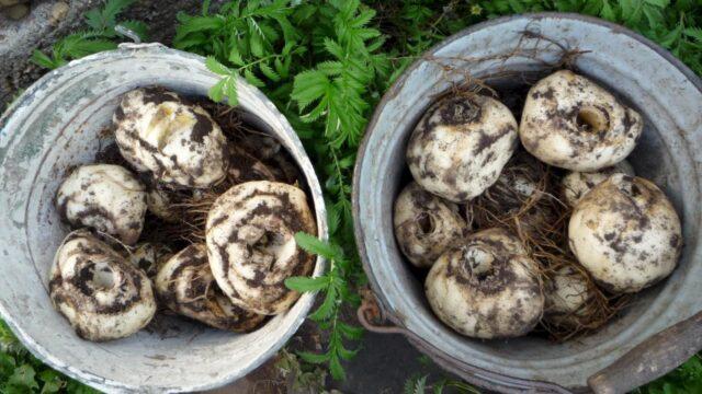 Is it necessary and when to dig hazel grouse after flowering