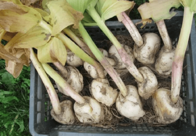 Is it necessary and when to dig hazel grouse after flowering