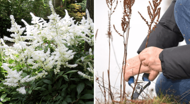 Is it necessary to prune astilba for the winter: terms, rules, tips