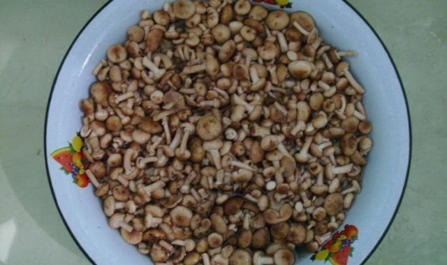 Is it necessary to soak mushrooms: before cooking, salting, frying