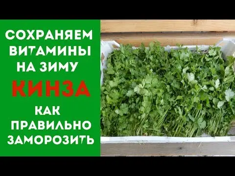 Is it possible and how to freeze cilantro for the winter in the freezer