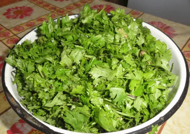 Is it possible and how to freeze cilantro for the winter in the freezer