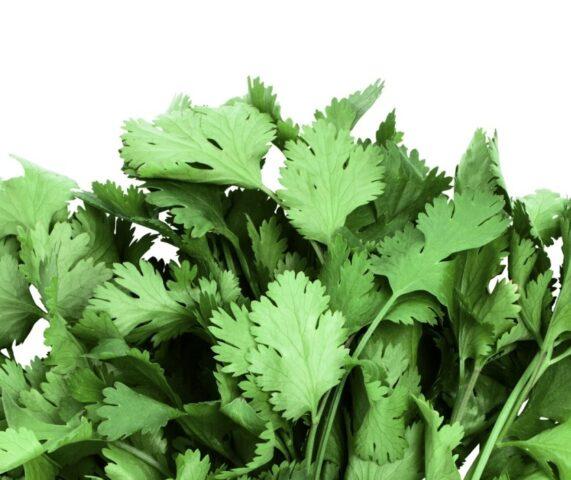 Is it possible and how to freeze cilantro for the winter in the freezer