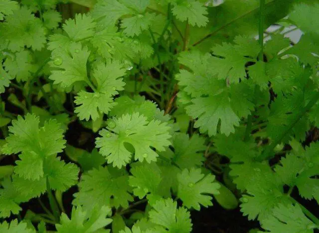 Is it possible and how to freeze cilantro for the winter in the freezer