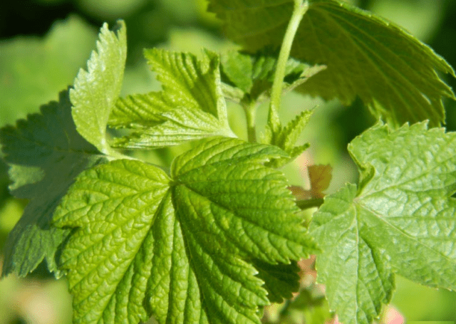 Is it possible and how to freeze currant leaves