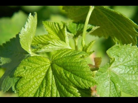 Is it possible and how to freeze currant leaves