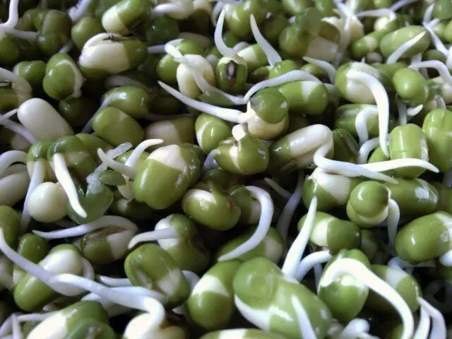 Is it possible and how to germinate peas for food and before planting