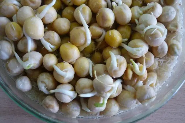 Is it possible and how to germinate peas for food and before planting