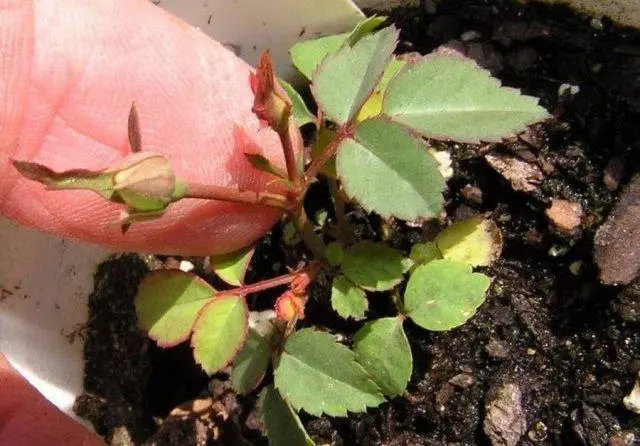 Is it possible and how to grow a rose from seeds at home