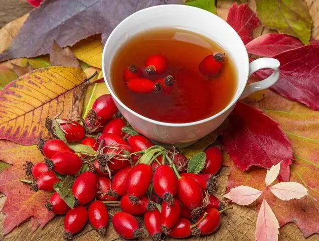 Is it possible and how to take rosehip during pregnancy