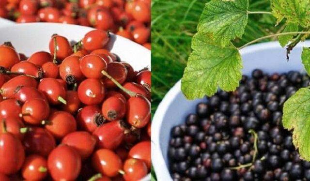 Is it possible and how to take rosehip during pregnancy