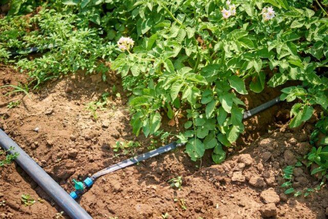 Is it possible and how to water potatoes in the heat