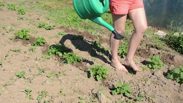 Is it possible and how to water potatoes in the heat