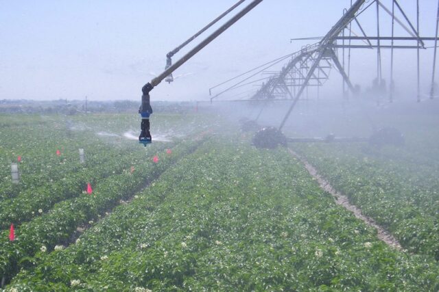 Is it possible and how to water potatoes in the heat